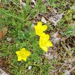 Ranunculus millefoliatus Flower