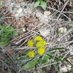 Lomatium triternatum Λουλούδι