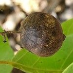 Cordia myxa Fruit