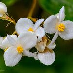 Begonia cubensis Blüte