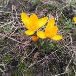 Crocus flavus Blomma