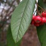 Cotoneaster frigidus Blatt