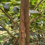Catha edulis Φλοιός