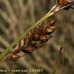 Carex liparocarpos Fruit