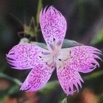 Dianthus lusitanus फूल