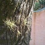 Tillandsia recurvata Blad