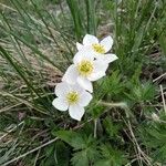 Anemone narcissiflora Квітка