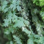 Hymenophyllum polyanthos Folla