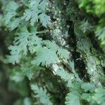 Hymenophyllum polyanthos Leaf