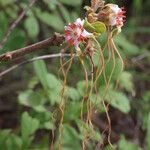 Strophanthus eminii Blüte