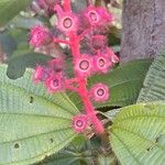 Miconia tococa Flower