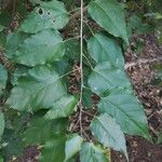 Croton reflexifolius Hoja
