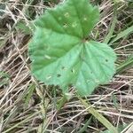 Malva neglecta Blatt