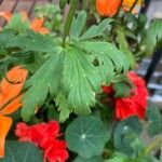 Trollius chinensis Leaf