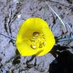 Calochortus aureus Kukka