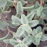 Antirrhinum molle Hoja