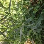 Silene muscipula Leaf