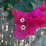 Bougainvillea × buttianaKvet