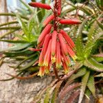 Aloe ciliaris Hábito