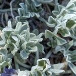 Astragalus missouriensis 葉