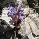 Orobanche nana Кветка