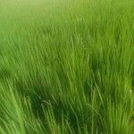 Oryza sativa पत्ता