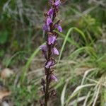 Orchis spitzelii Квітка