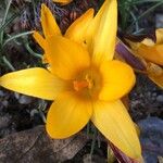 Crocus angustifolius Λουλούδι