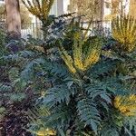 Mahonia japonicaBlüte