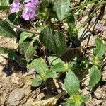 Galeopsis ladanum Foglia