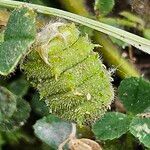 Medicago rigidula Mbuma