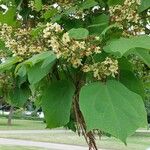 Catalpa bungei Blatt