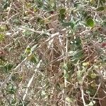 شجرة الرشح                                                             الإسم العلمي Cmiphora   cua                                                                          الفصيله البخوريه BurseraceaeFeuille