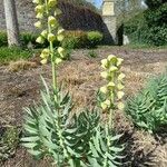 Fritillaria persica Habitat