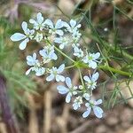 Bifora radians Flower