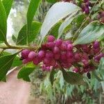 Myoporum laetum Fruit