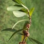 Heimia salicifolia Fruit