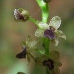 Platystele perpusilla Fruto