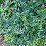 Erodium moschatum Leaf