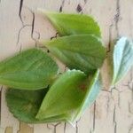 Plectranthus amboinicus Leaf
