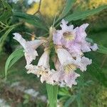 × Chitalpa tashkentensis Flower