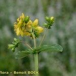 Hypericum undulatum Kita