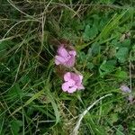 Pedicularis sylvatica Fiore