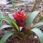 Guzmania lingulata Хабит