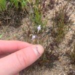 Linderniella wilmsii Цвят