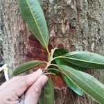 Miconia poeppigii Leaf