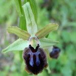 Ophrys passionis Ostatní