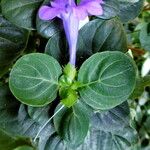 Ruellia prostrata Pokrój