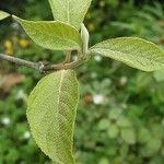 Callicarpa bodinieri Folha