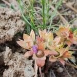 Androsace maxima Flower